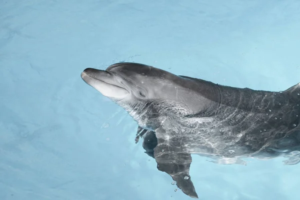 Вид Красивую Бутылку Носом Дельфина Плавающего Голубой Кристальной Воде — стоковое фото