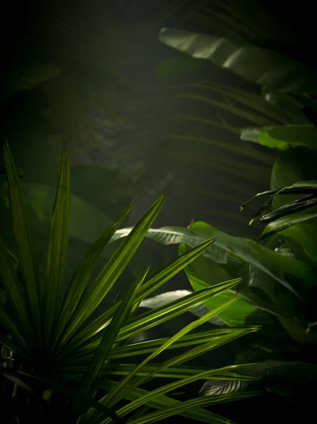 Visão Fragmento Selva Tropical Verde Névoa Agradável — Fotografia de Stock