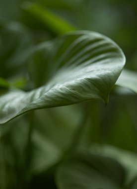 Güzel yeşil tropik yaprak doğa tarzının makro görüntüsünü kapat