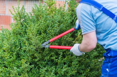 kesilmiş bahçıvan Şimşir