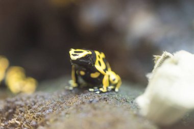 dendrobates leucomelas - kurbağa