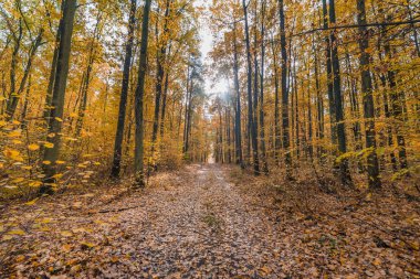 renkli sonbahar orman