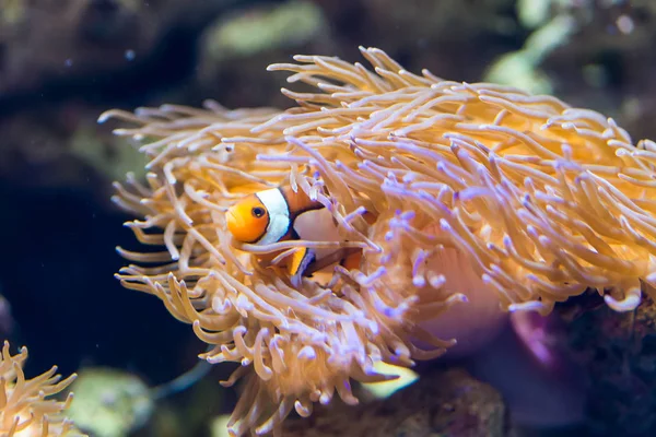 Amphiprion ocellaris - clownfish — Zdjęcie stockowe