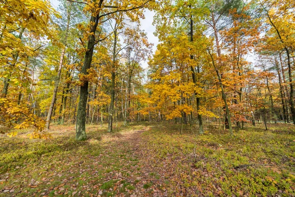 Πολύχρωμο φθινόπωρο δάσος — Φωτογραφία Αρχείου