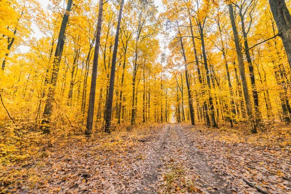 Colorful autumn forest — Stock Photo, Image