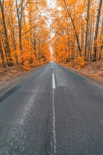 Weg in herfstbos — Stockfoto