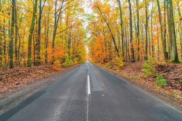 Strada nella foresta autunnale — Foto Stock