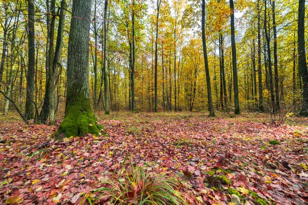 Colorful autumn forest — Stock Photo, Image