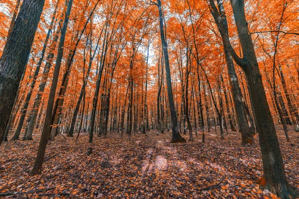 Bunter Herbstwald — Stockfoto