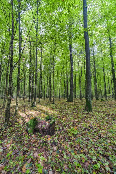 Floresta verde. cor fresca — Fotografia de Stock