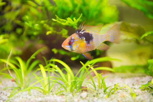 Mikrogeophagus ramirezi, ram cichlid, samec — Stock fotografie