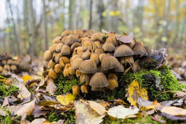 Group of mushrooms — Stock Photo, Image