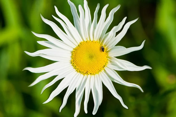 白色花和臭虫 — 图库照片