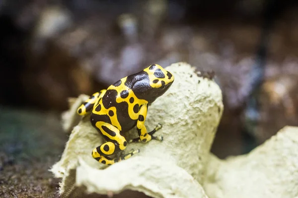 Dendrobates leucomelas - frog — Stock Photo, Image