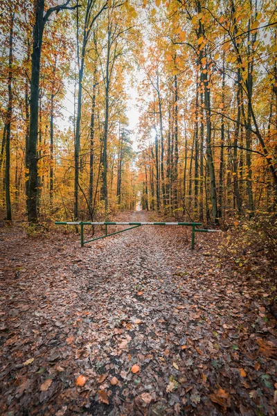 多彩秋天的森林 — 图库照片