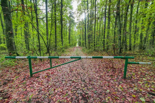 Barreira no caminho na floresta verde, bonita — Fotografia de Stock