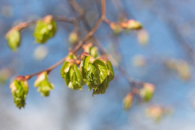 Genç ıhlamur yaprakları