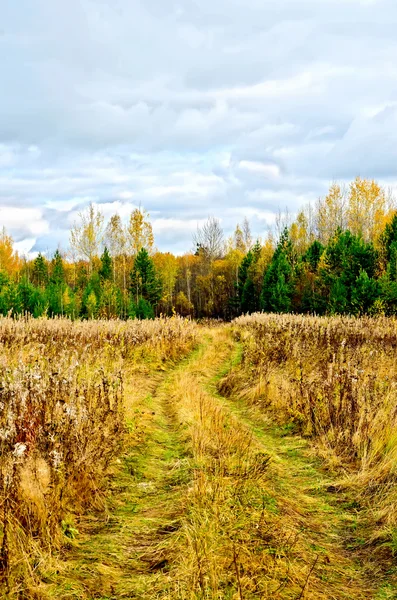 Outono florestal e estrada — Fotografia de Stock