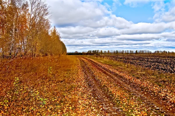 Осенний красный с голубым небом — стоковое фото