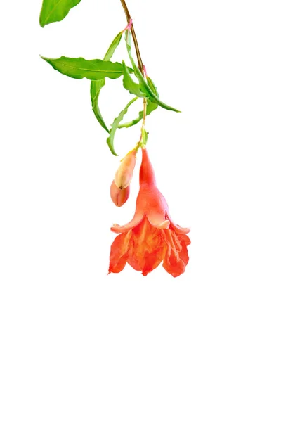 ザクロの花赤 — ストック写真