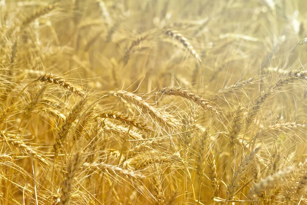 Spikes wheat yellow — Stock Photo, Image