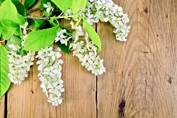 Bird cherry blossoming on background of boards — Stock Photo, Image
