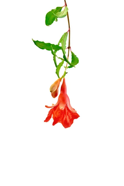 Квітка граната червона на гілці — стокове фото