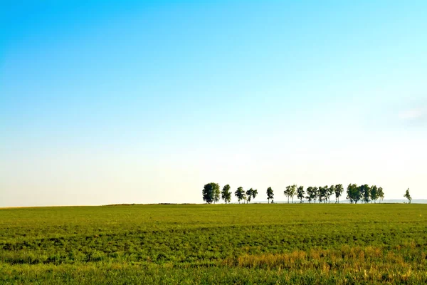 Landscape with trees and sky — Stock Photo, Image