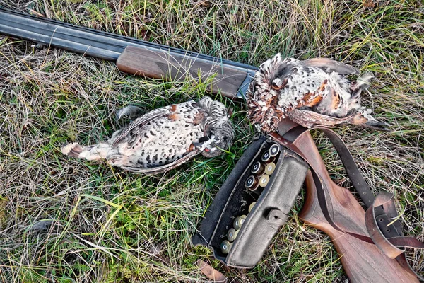 Grouse and rifle on grass — Stock Image Grouse and rifle on grass Stock Image