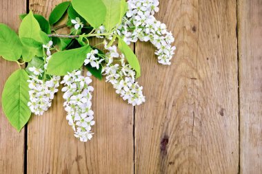 Kuş gemide çiçek açması kiraz