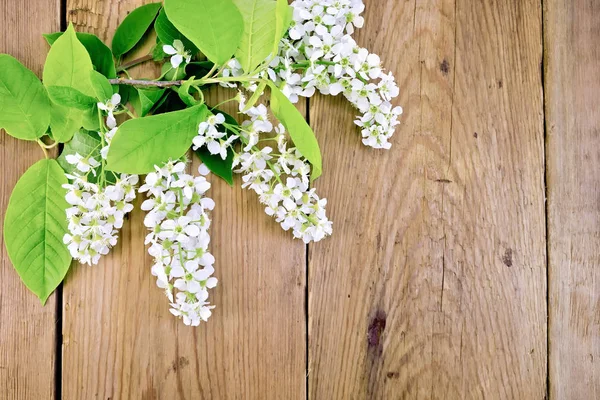 Bird cherry blossoming on board — Stock Photo, Image