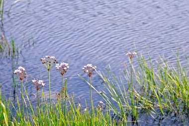Göl kenarında Butomus umbellatus