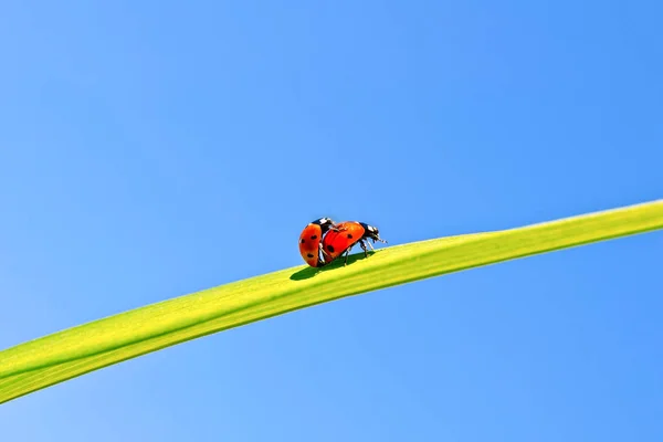 Ladybugs on background of blue sky — Stock Photo, Image