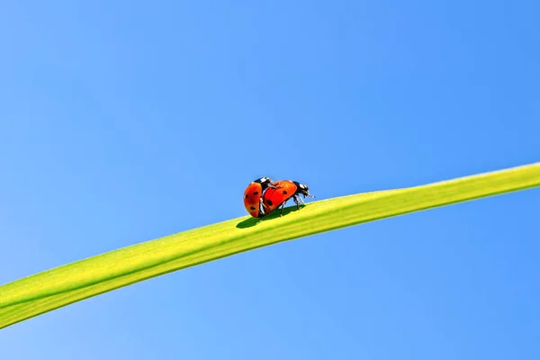 Mariquitas en el fondo del cielo azul — Foto de Stock