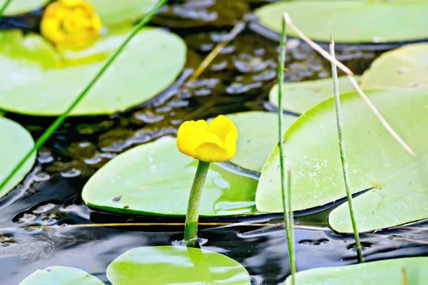Ненуфар с листьями на воде — стоковое фото
