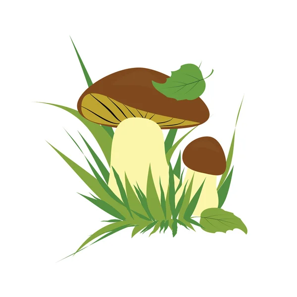 Boletus on a white background — Stock Vector