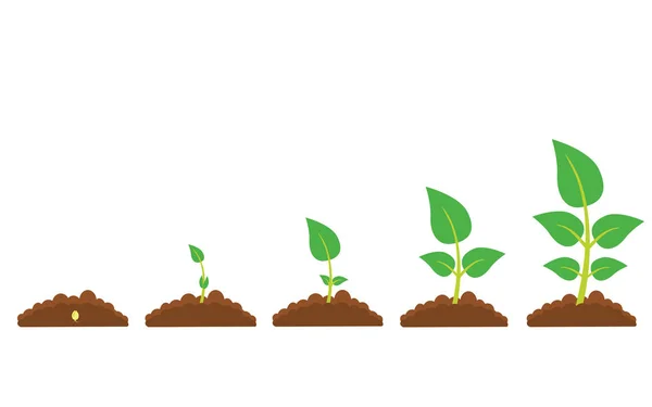 Les phases de croissance des plantes — Image vectorielle