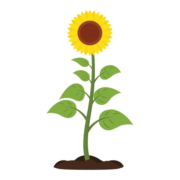 Sunflower Vector icon. — Stock Vector