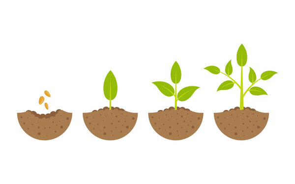 растущее растение в процессе. на белом фоне
.