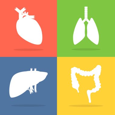 İç organları siluet vektör çizim