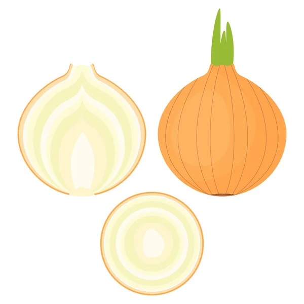 Cebolla sobre fondo blanco — Vector de stock