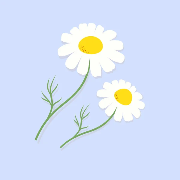 Vektorové Heřmánku Květiny Izolované Modrém Pozadí Karta Dvěma Bílými Sedmikrásky — Stockový vektor