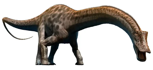Diplodocus 3D illustration — Φωτογραφία Αρχείου