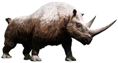 Yünlü rhinoceros 3d çizim