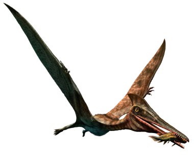 Pterodactylus 3d çizim