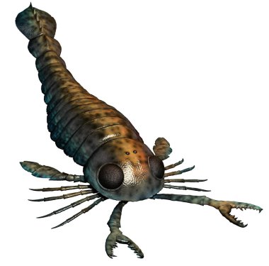 Pterygotus 3D illustration