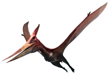 Pteranodon 3d çizim