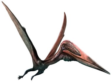 Zhejiangopterus 3D illüstrasyon