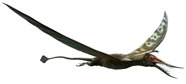 Rhamphorhynchus ilustracja 3D — Zdjęcie stockowe