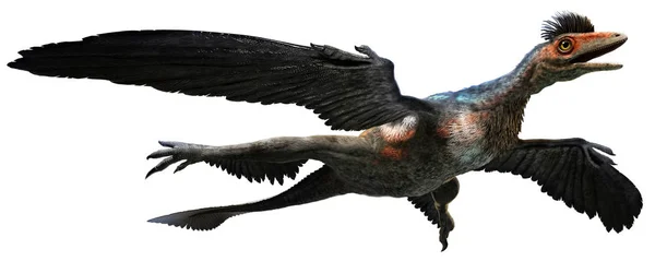 Ilustracja Microraptor 3d — Zdjęcie stockowe